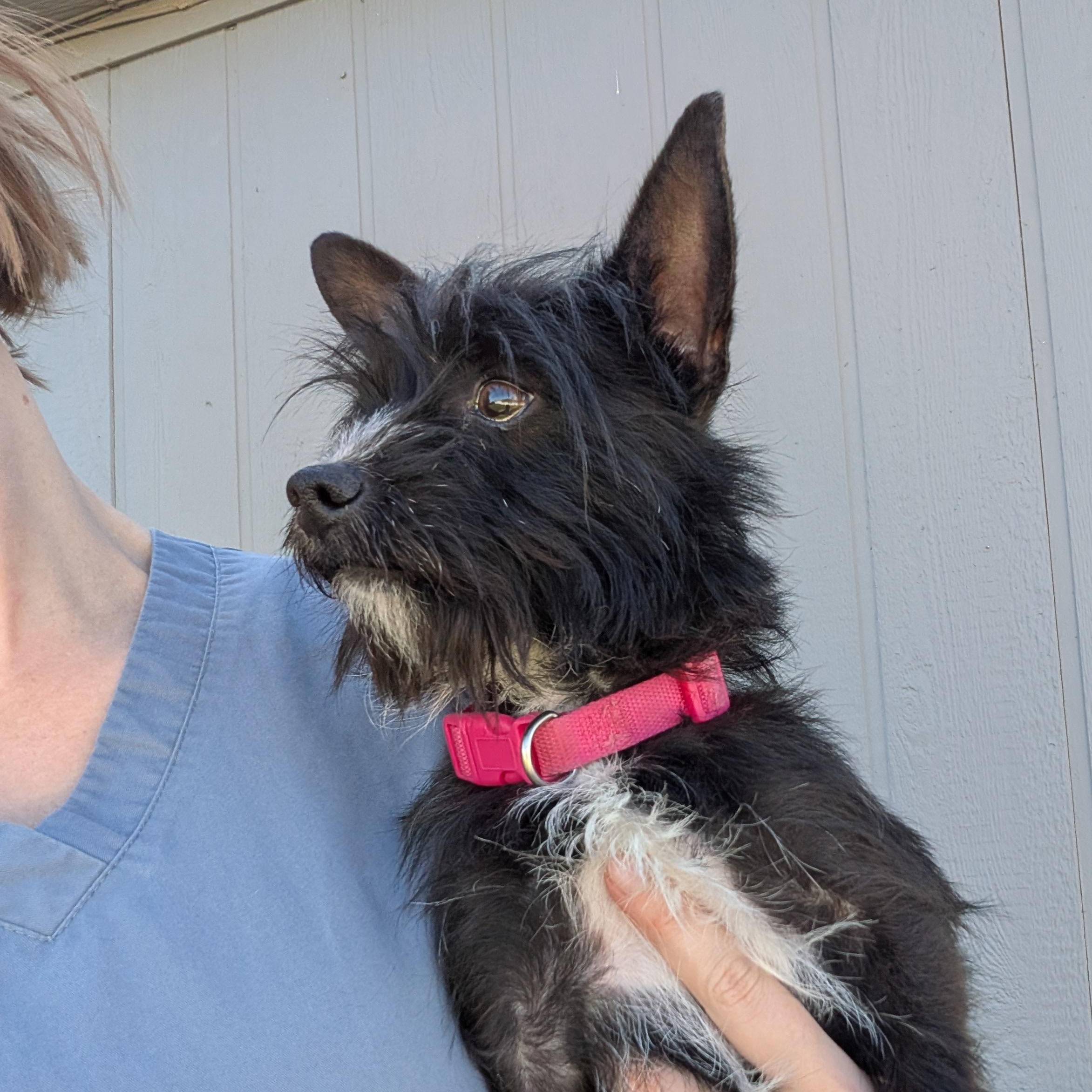Enlarge Jeffrey, a Adoptable mixed breed in Hermiston, OR image 1/6