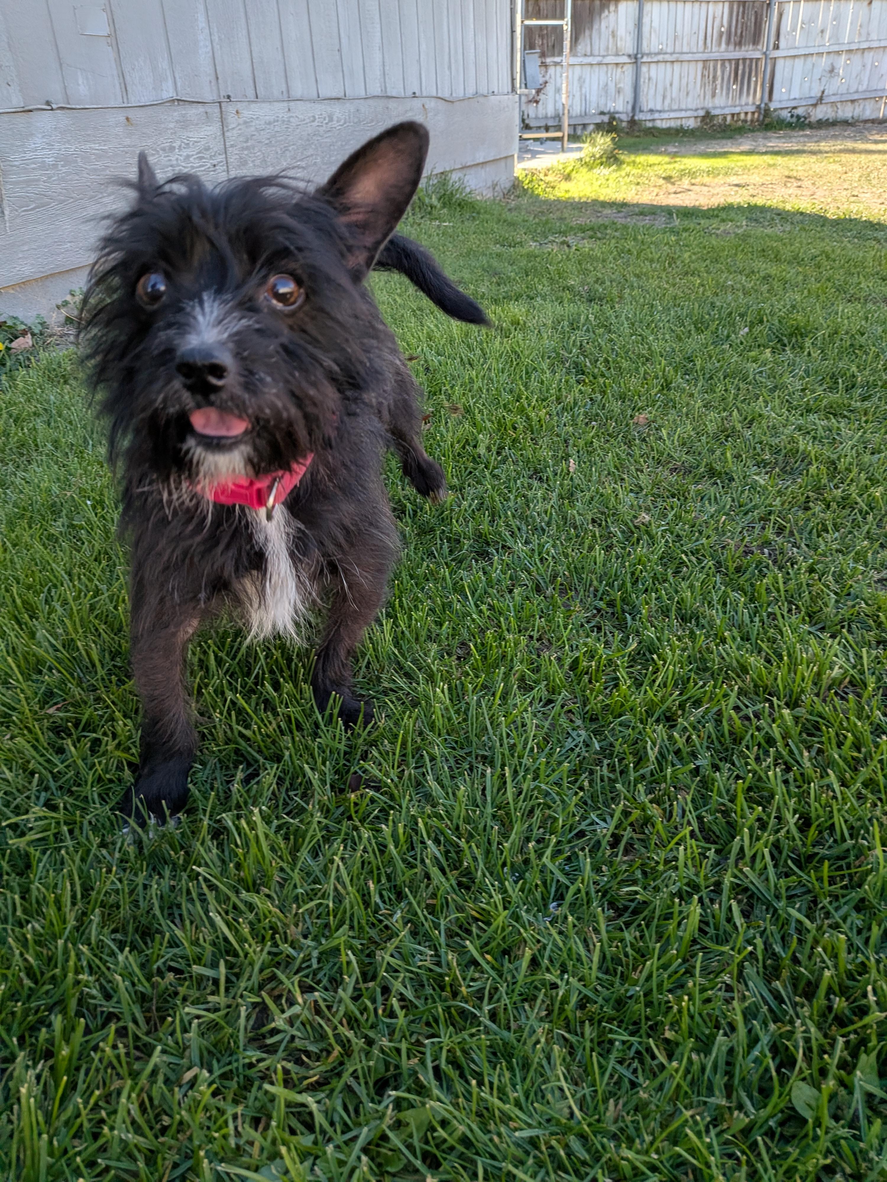 Enlarge Jeffrey, a Adoptable mixed breed in Hermiston, OR image 6/6
