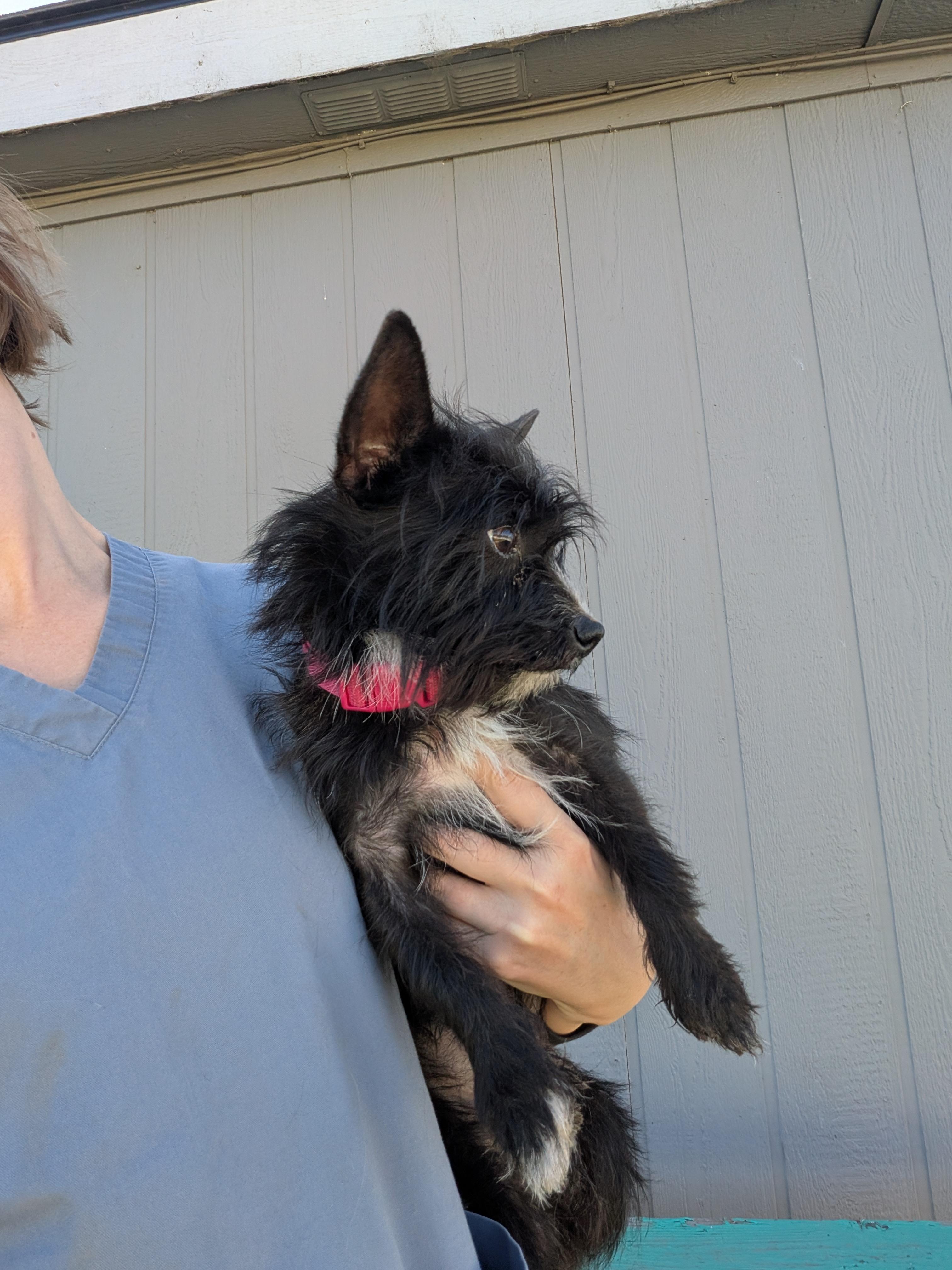 Enlarge Jeffrey, a Adoptable mixed breed in Hermiston, OR image 4/6