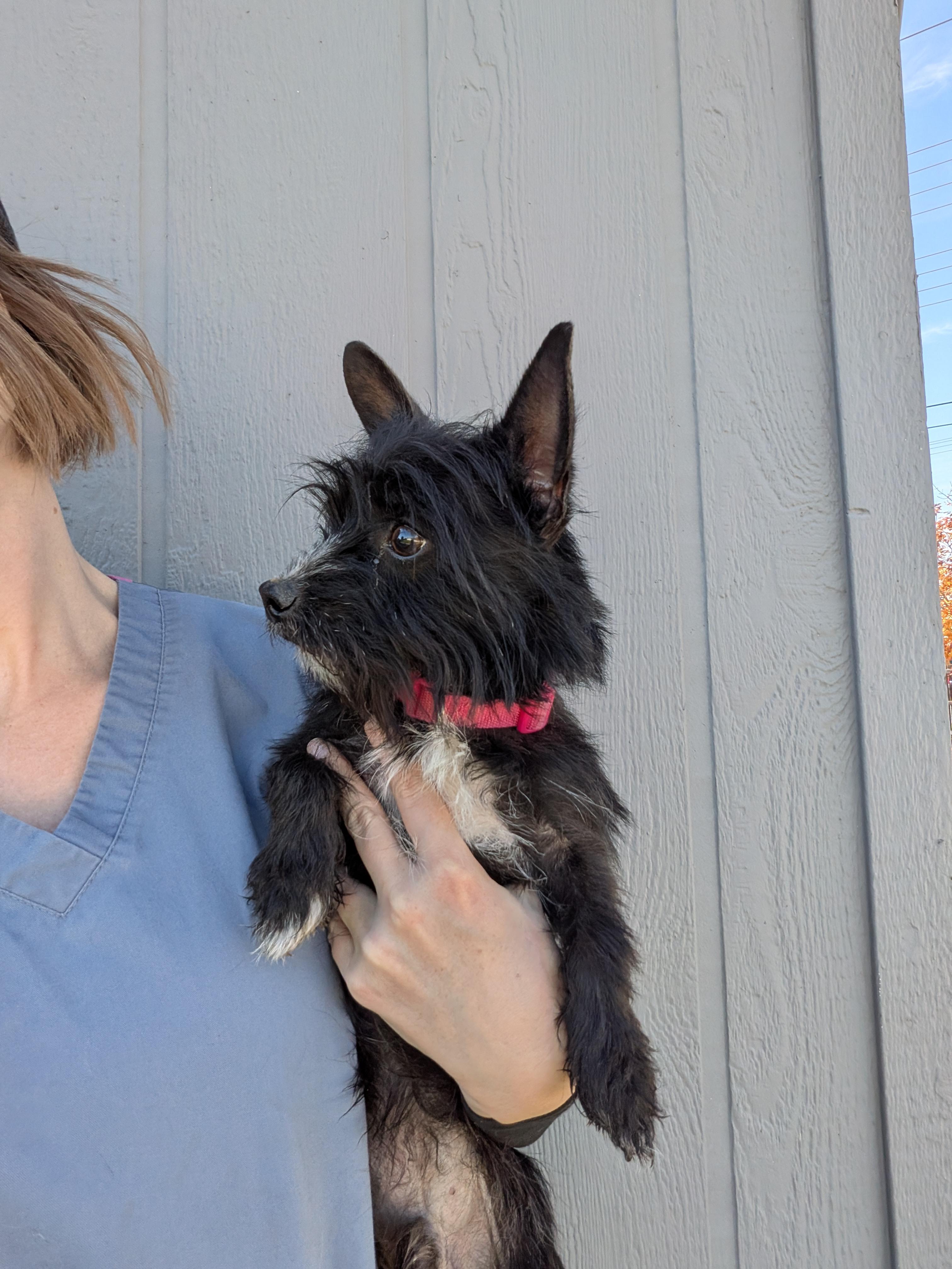 Enlarge Jeffrey, a Adoptable mixed breed in Hermiston, OR image 5/6