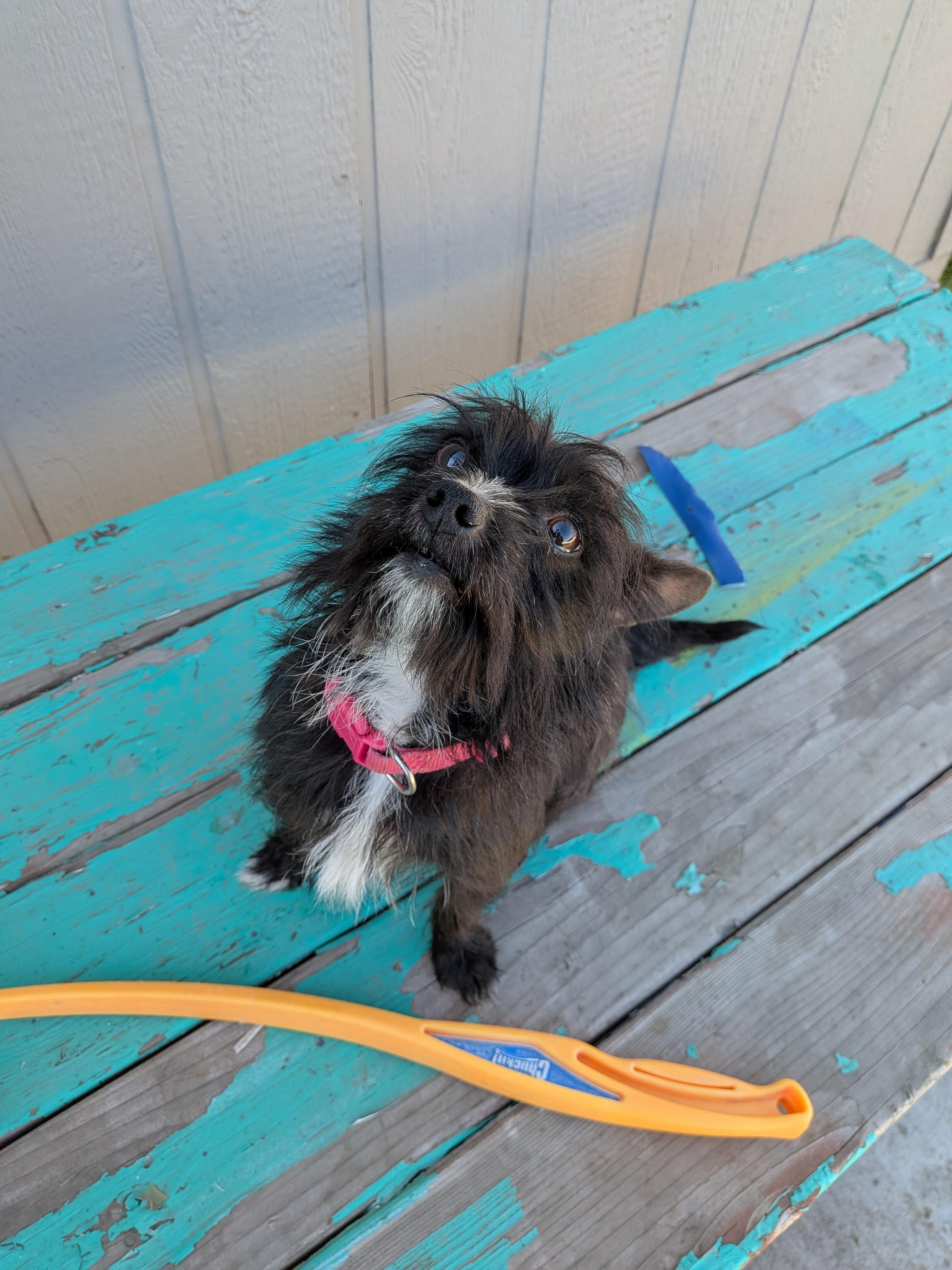 Enlarge Jeffrey, a Adoptable mixed breed in Hermiston, OR image 2/6