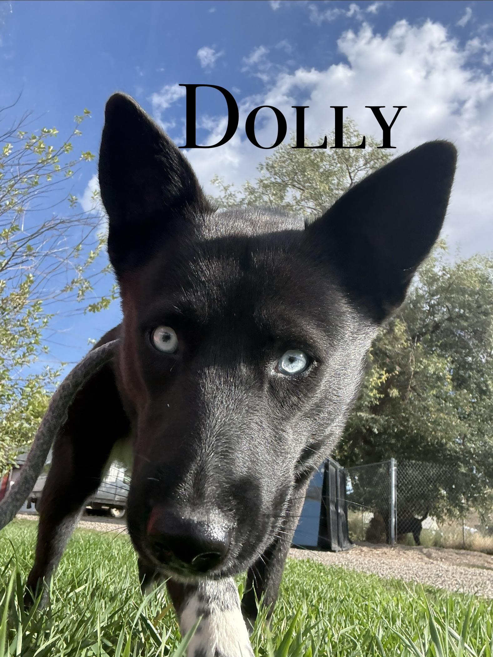 Dolly, Adoptable, Adult Female Husky.