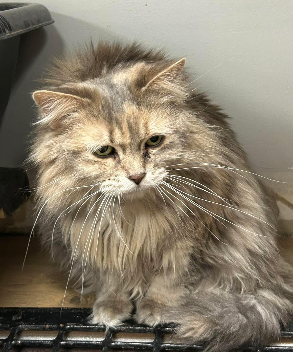Enlarge Squishy, a ADOPTABLE Domestic Long Hair in Momence, IL image 1/1