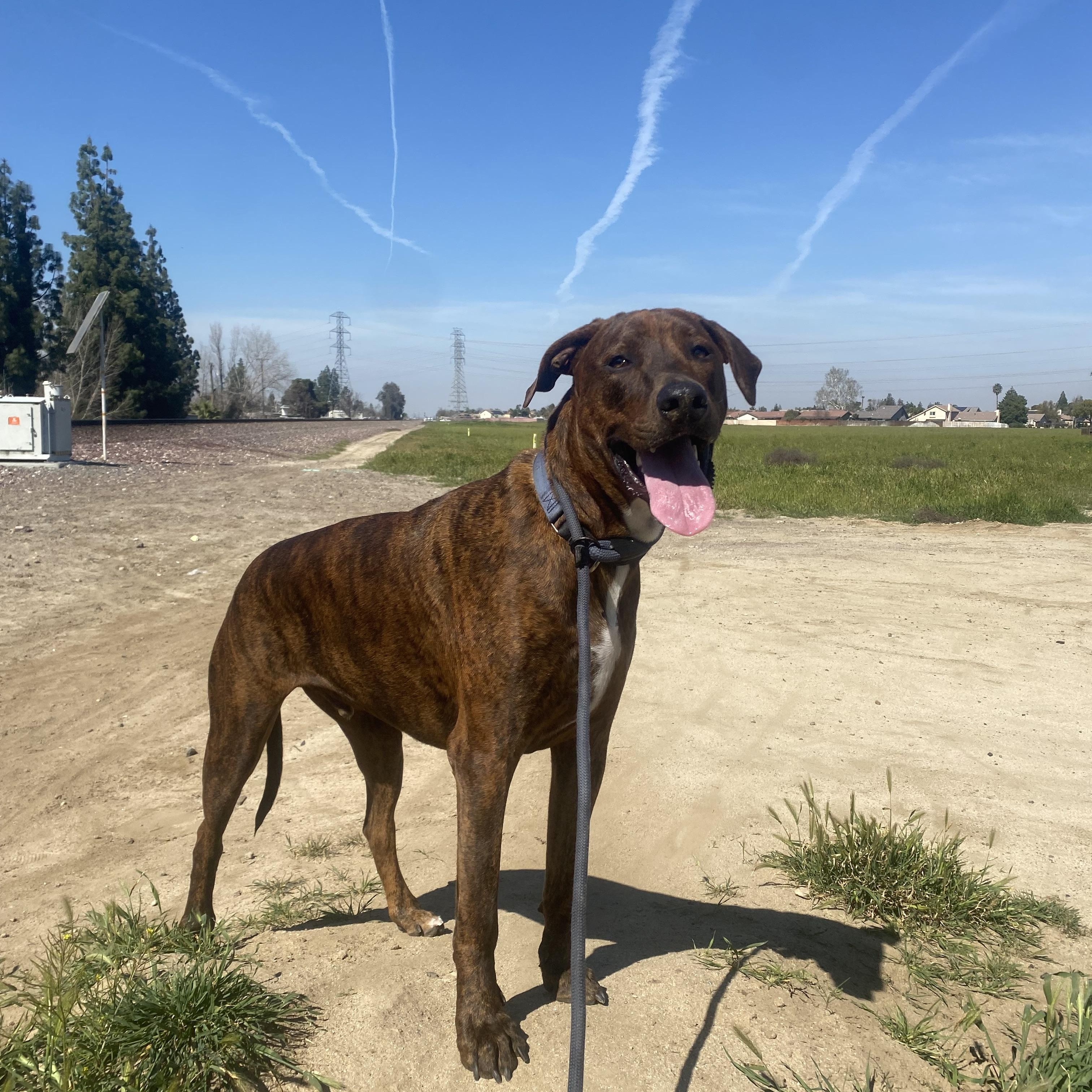 Courage , a Adoptable mixed breed in BAKERSFIELD, CA image 6/6