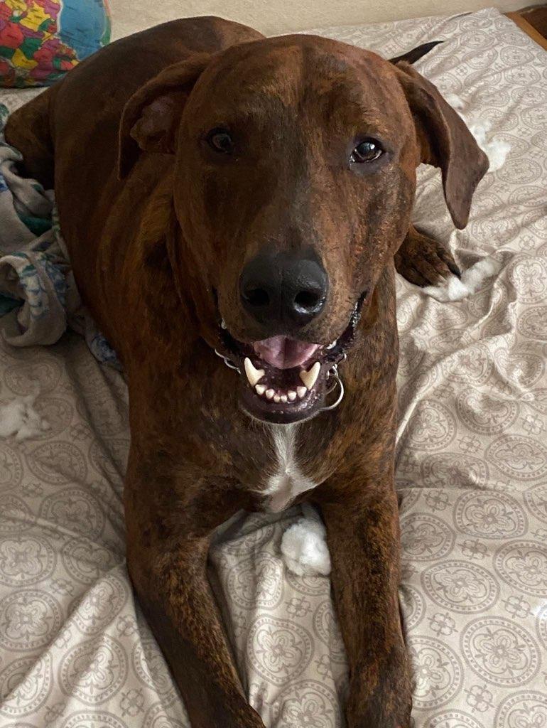 Enlarge Courage , a Adoptable mixed breed in BAKERSFIELD, CA image 1/3