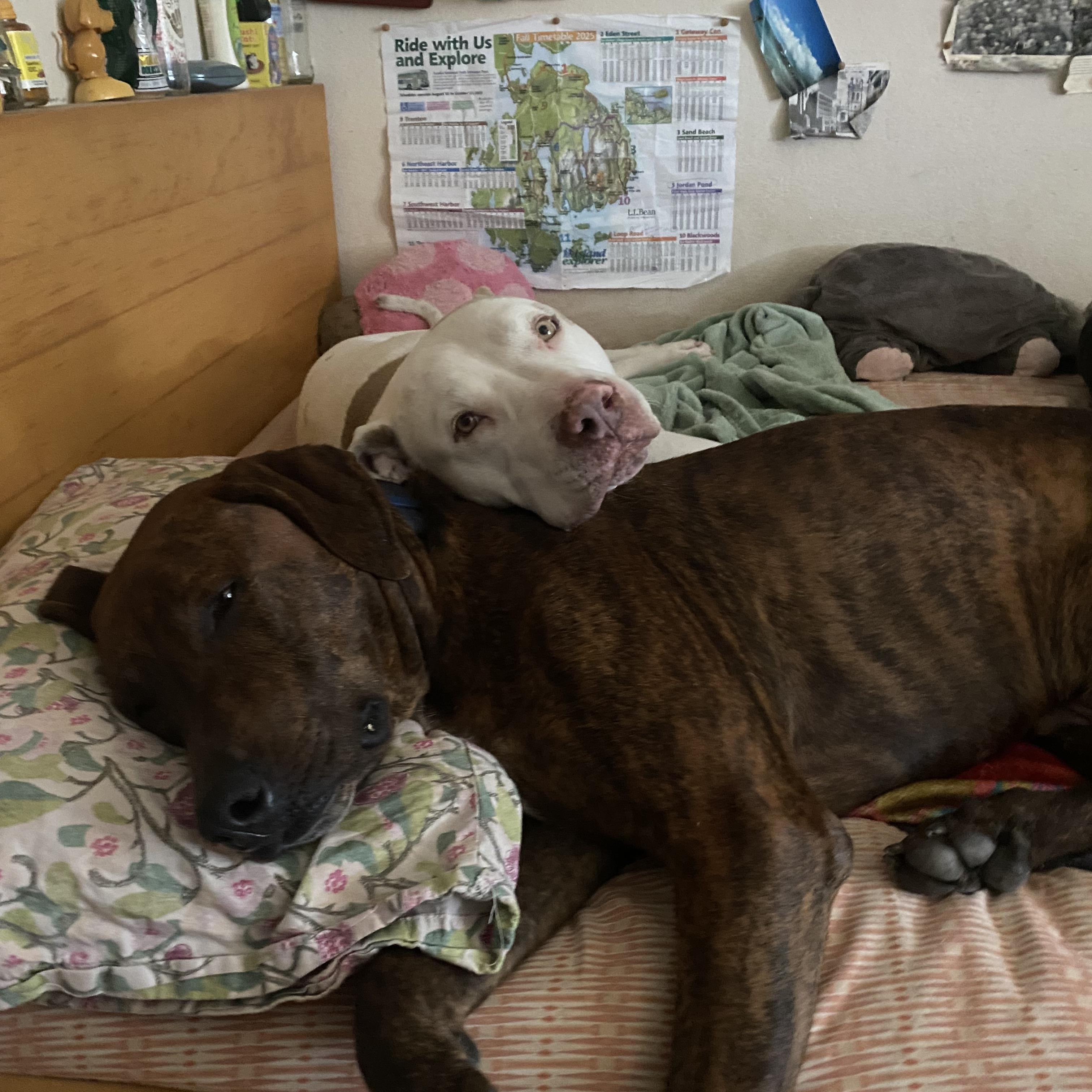 Courage , a Adoptable mixed breed in BAKERSFIELD, CA image 4/6