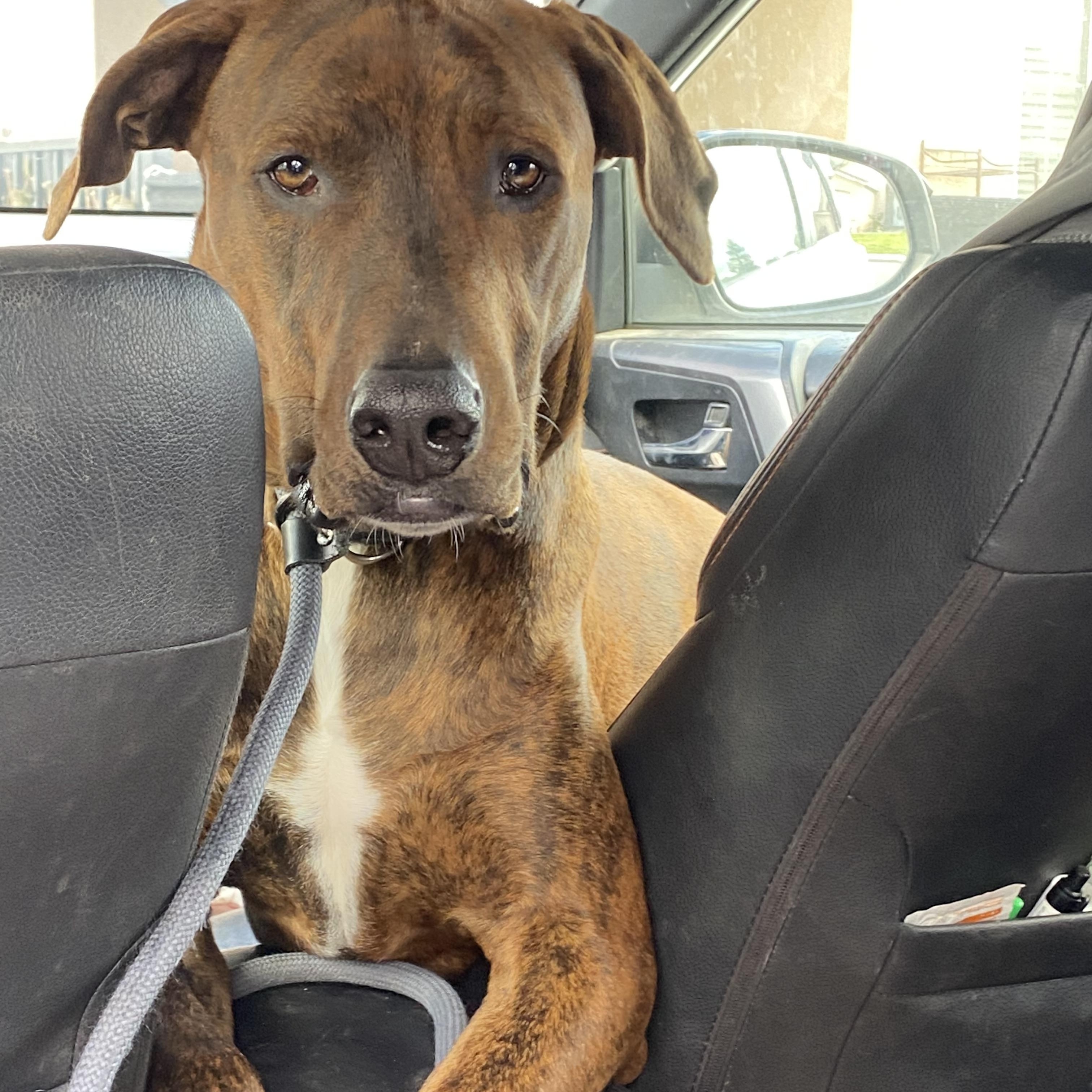 Courage , a Adoptable mixed breed in BAKERSFIELD, CA image 5/6