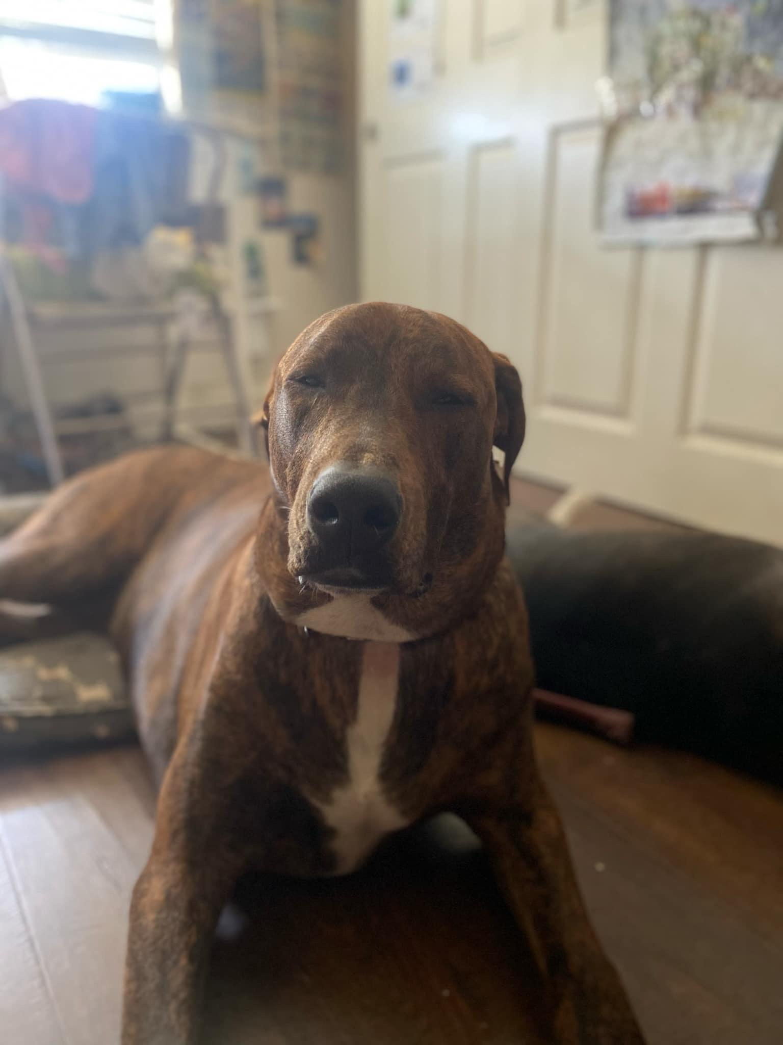 Enlarge Courage , a Adoptable mixed breed in BAKERSFIELD, CA image 2/3