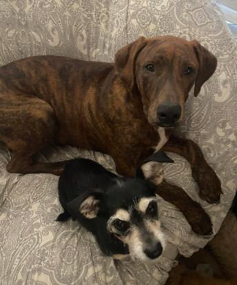 Enlarge Courage , a Adoptable mixed breed in BAKERSFIELD, CA image 3/3