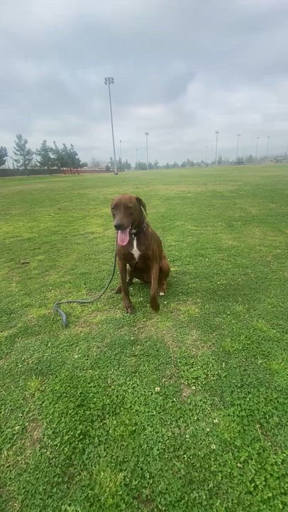 Enlarge Courage , a Adoptable mixed breed in BAKERSFIELD, CA video 4/6