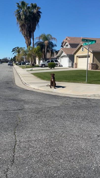 Enlarge Courage , a Adoptable mixed breed in BAKERSFIELD, CA video 6/6