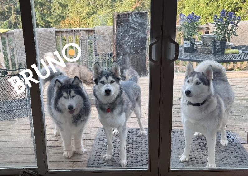Bruno, Adoptable, Adult Male Husky & Alaskan Malamute.