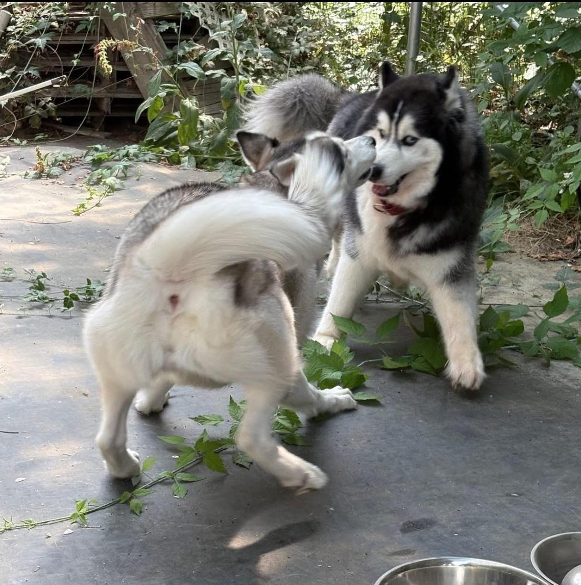 Bruno, a Adoptable mixed breed in Portland, OR image 5/6
