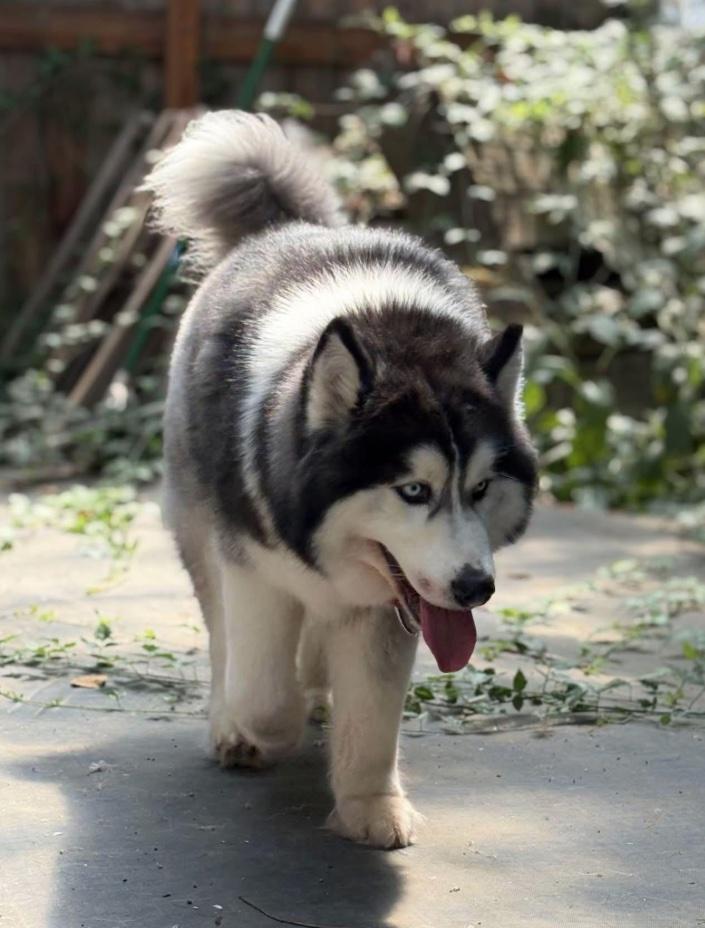 Bruno, a Adoptable mixed breed in Portland, OR image 4/6