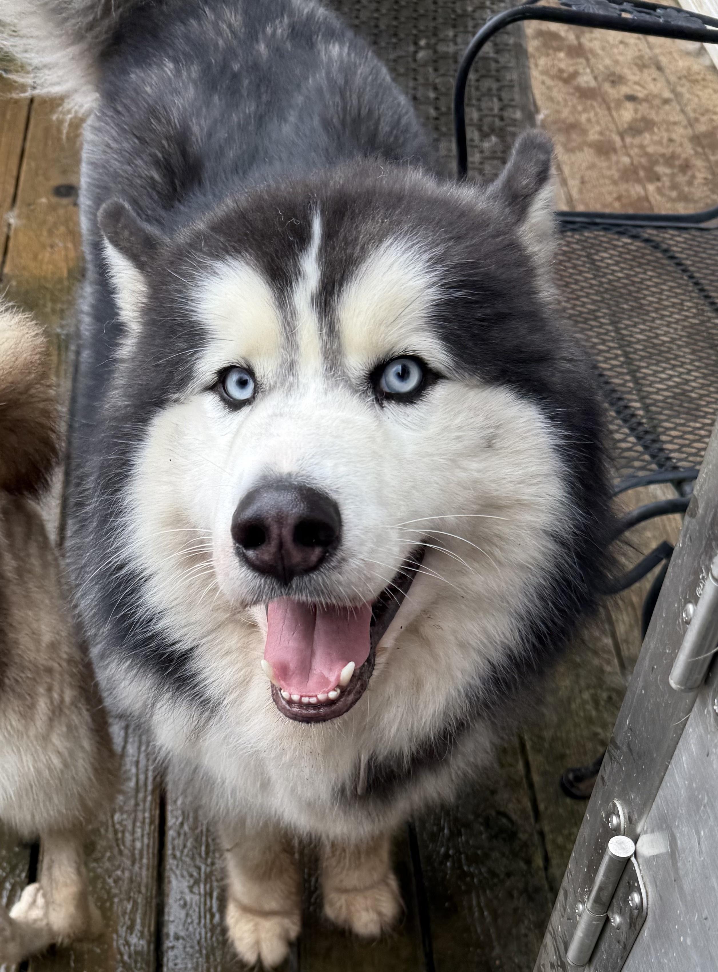 Bruno, Adoptable, Adult Male Husky & Alaskan Malamute.