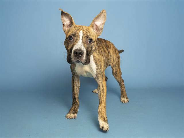SCOOBY, Adoptable, Young Male Pit Bull Terrier.