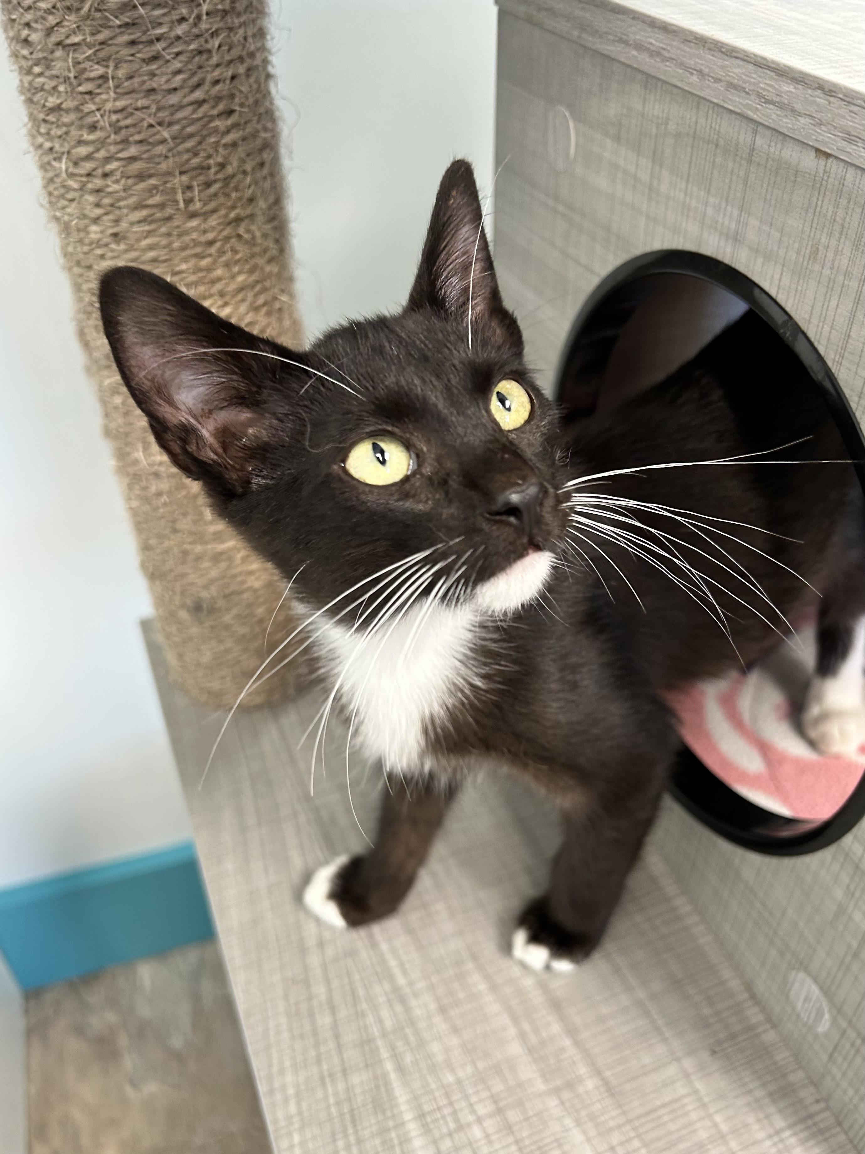 Enlarge Cicero, a Adoptable Domestic Short Hair in Grand Rapids, MI image 2/6
