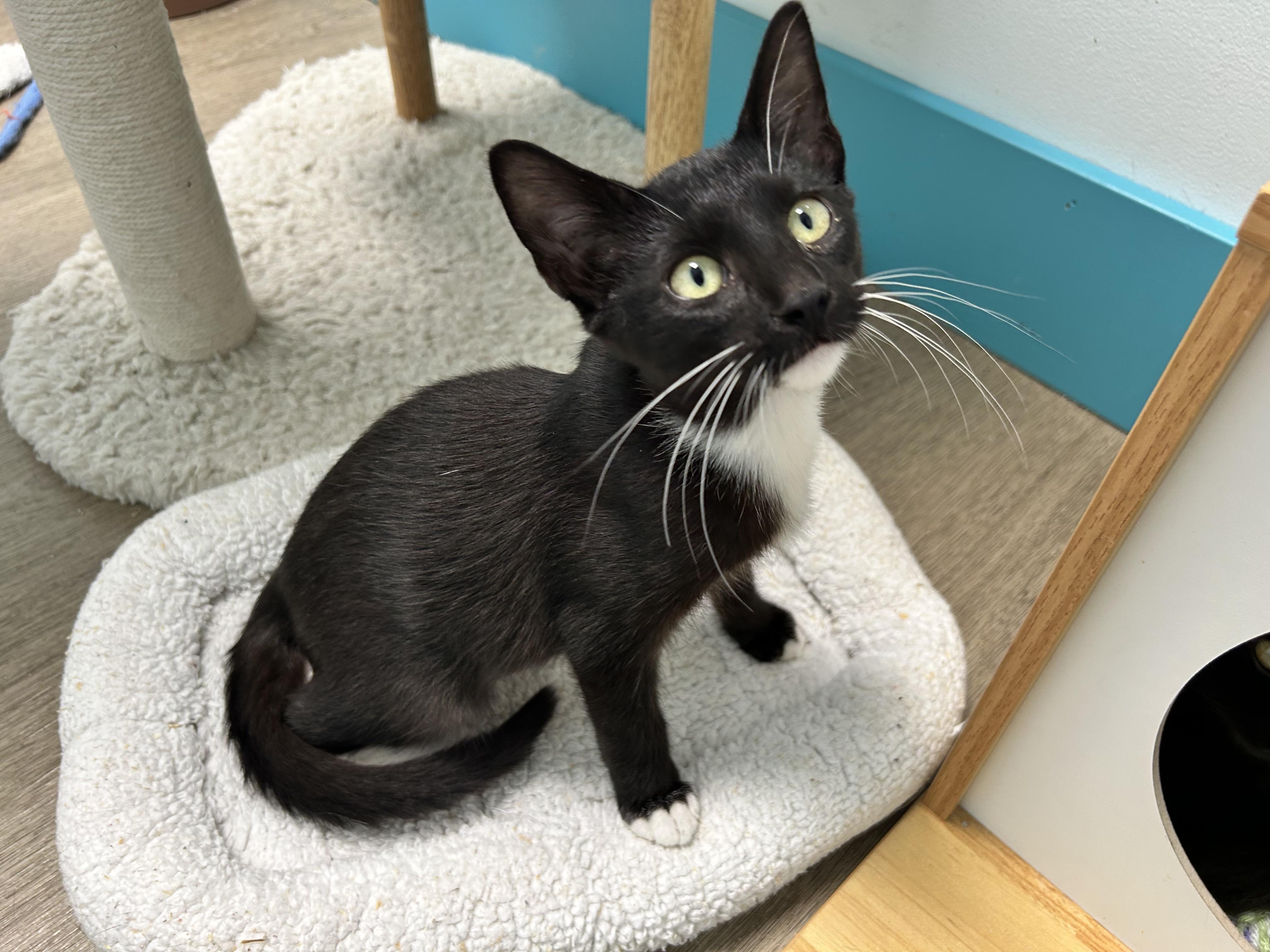 Enlarge Cicero, a Adoptable Domestic Short Hair in Grand Rapids, MI image 6/6