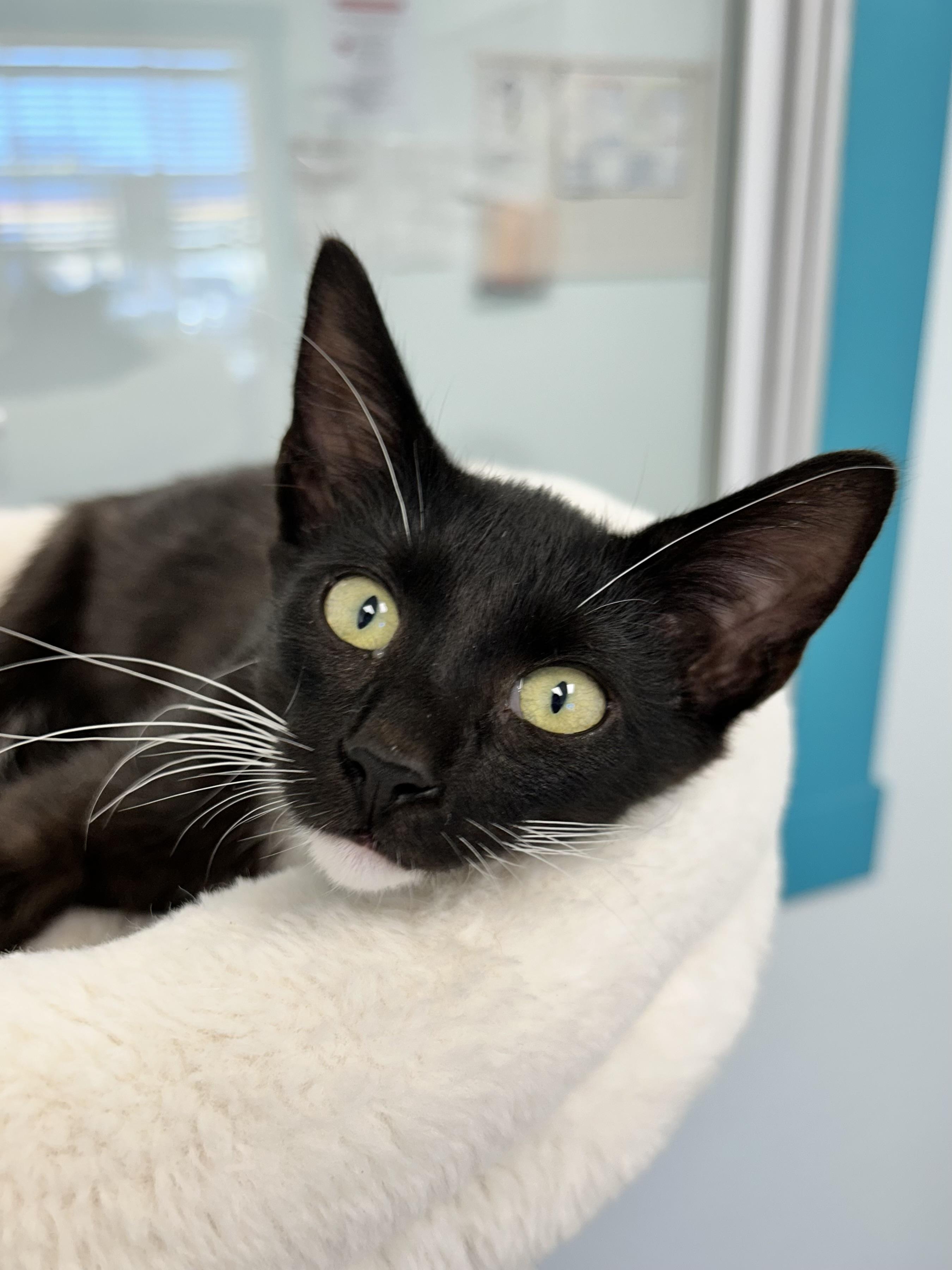 Enlarge Cicero, a Adoptable Domestic Short Hair in Grand Rapids, MI image 5/6