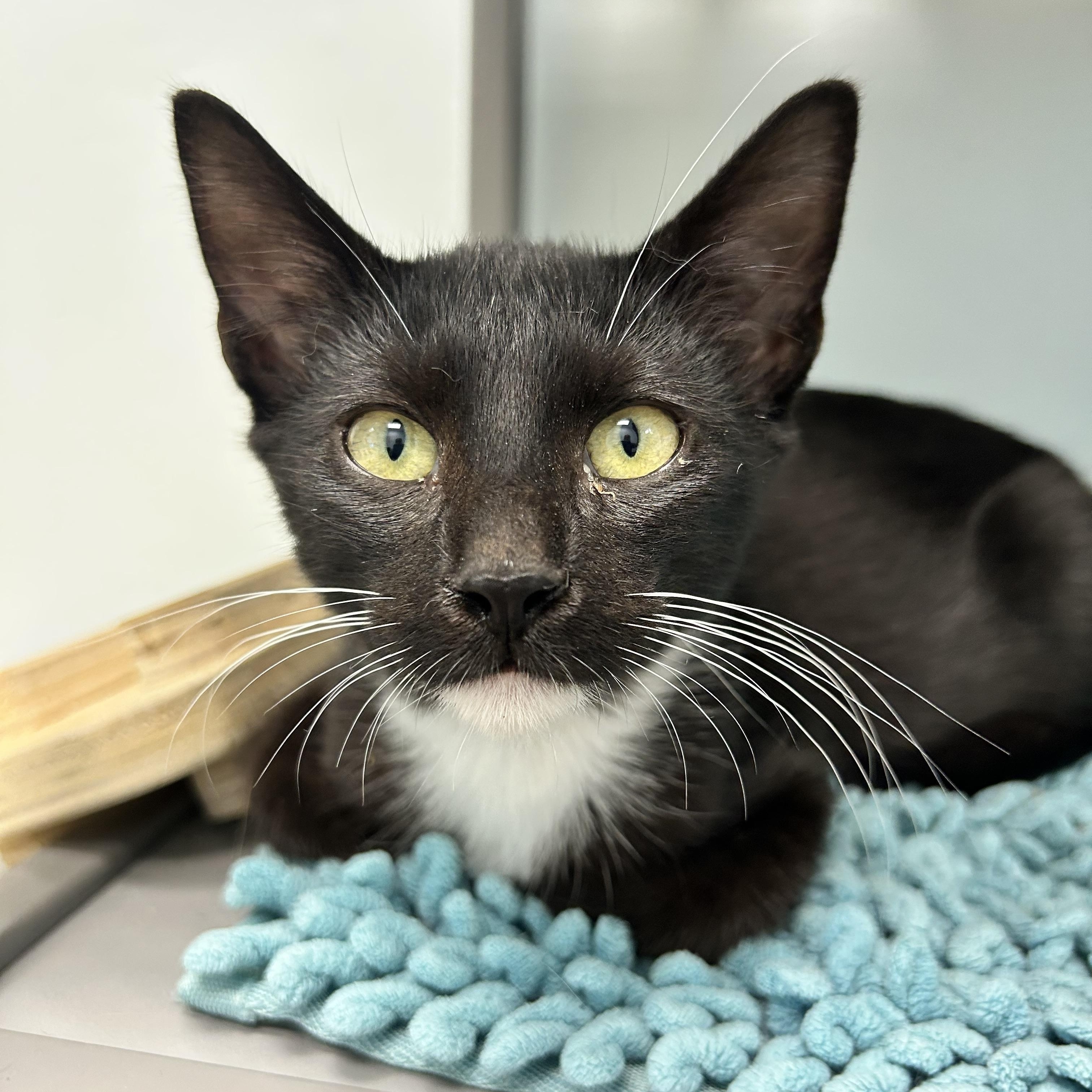 Cicero, Adoptable, Kitten Male Domestic Short Hair.