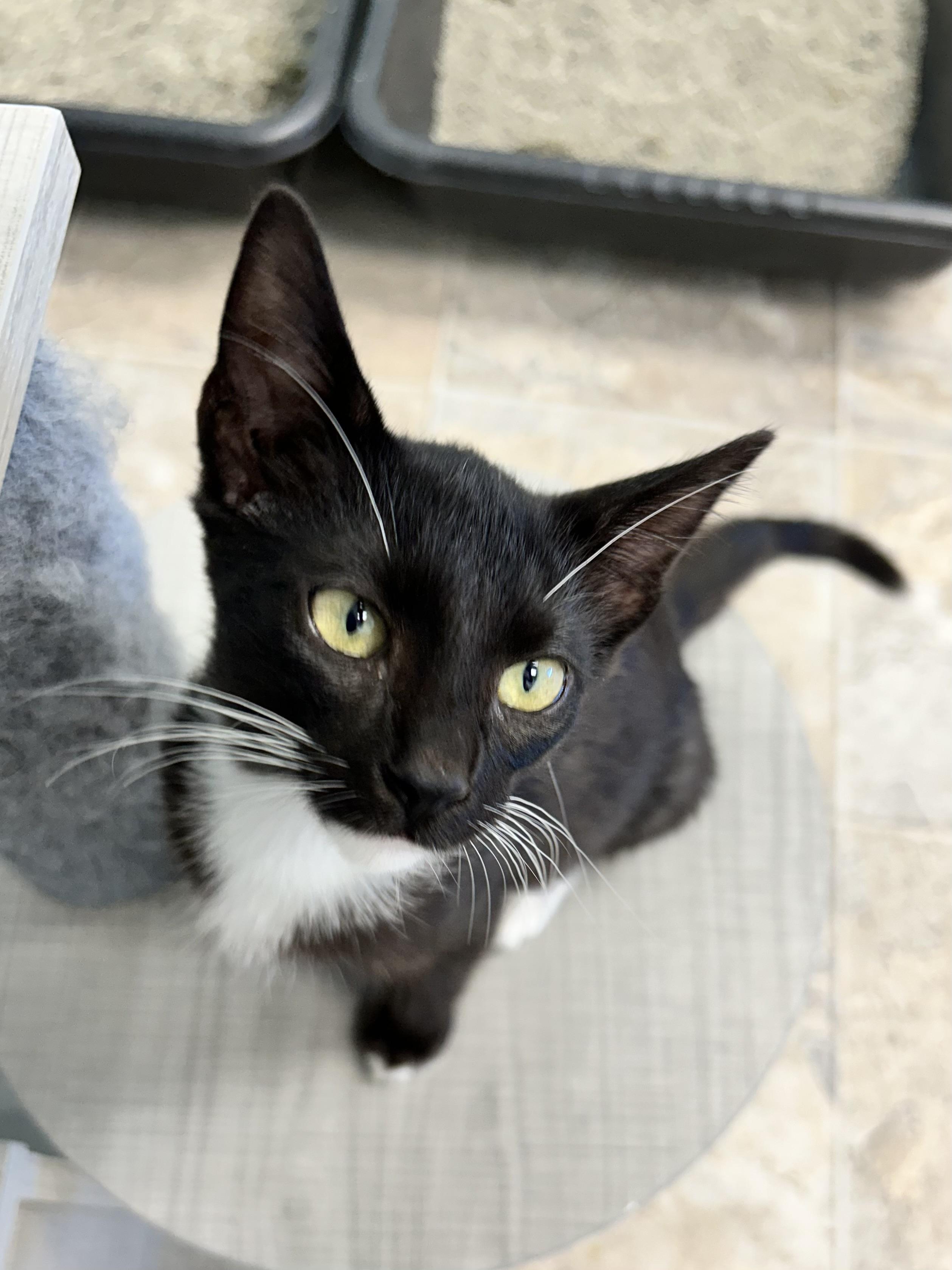 Enlarge Cicero, a Adoptable Domestic Short Hair in Grand Rapids, MI image 4/6