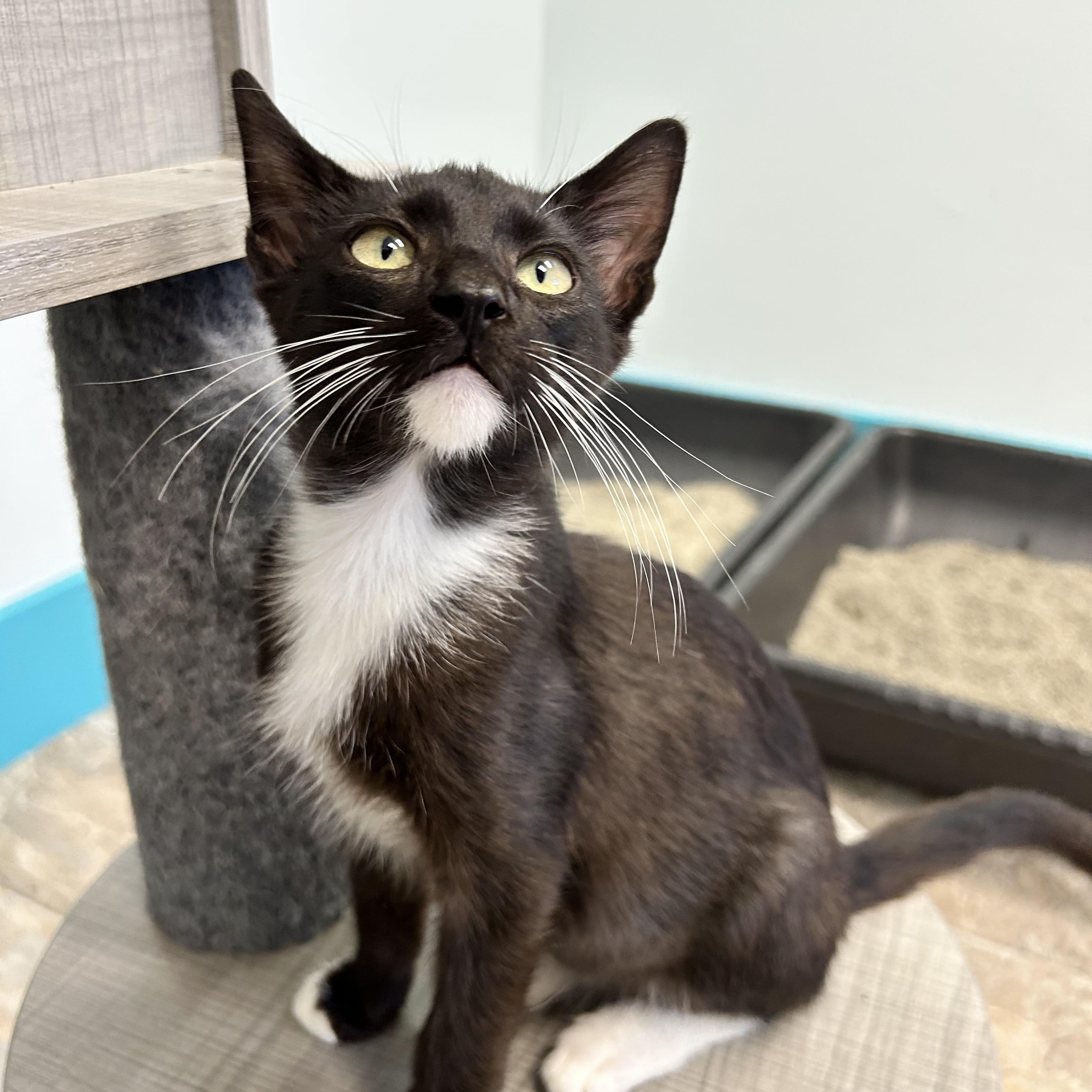 Enlarge Cicero, a Adoptable Domestic Short Hair in Grand Rapids, MI image 3/6
