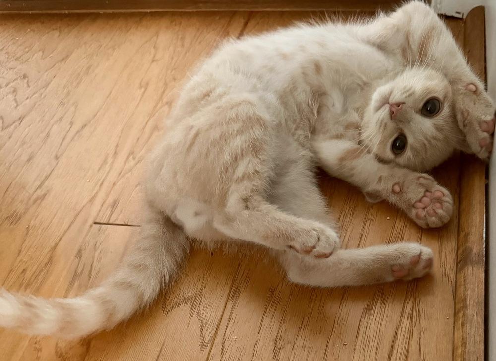 Enlarge Oliver, a Adoptable Domestic Short Hair in Silver Spring, MD image 1/6