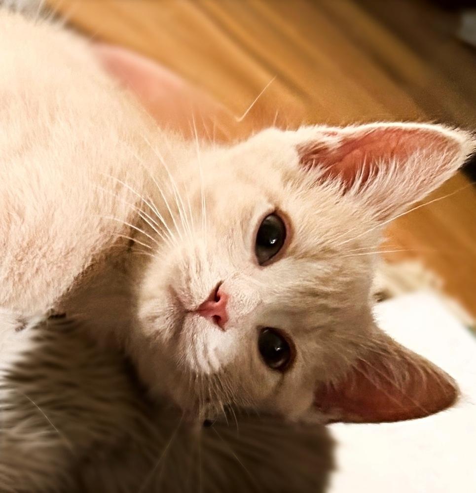 Oliver, Adoptable, Kitten Male Domestic Short Hair.