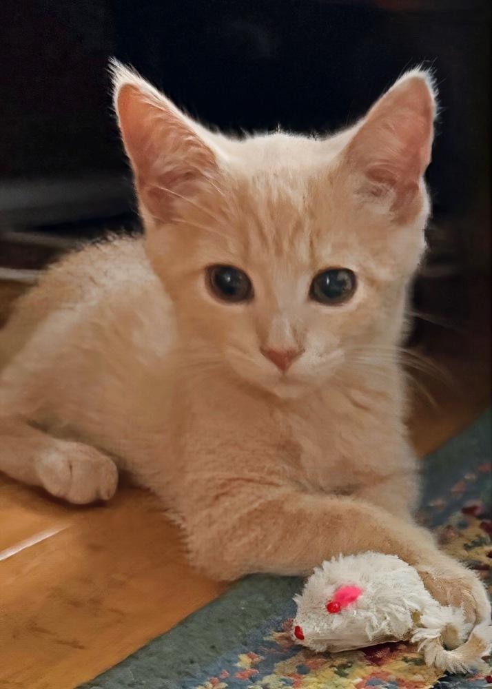 Enlarge Oliver, a Adoptable Domestic Short Hair in Silver Spring, MD image 3/6
