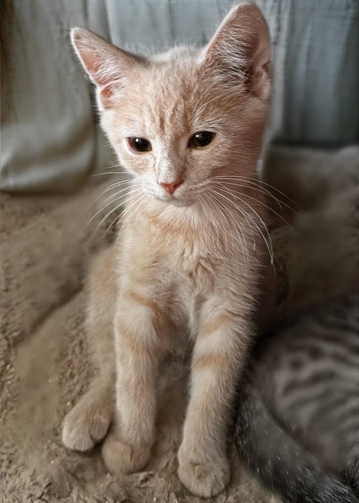 Enlarge Oliver, a Adoptable Domestic Short Hair in Silver Spring, MD image 6/6
