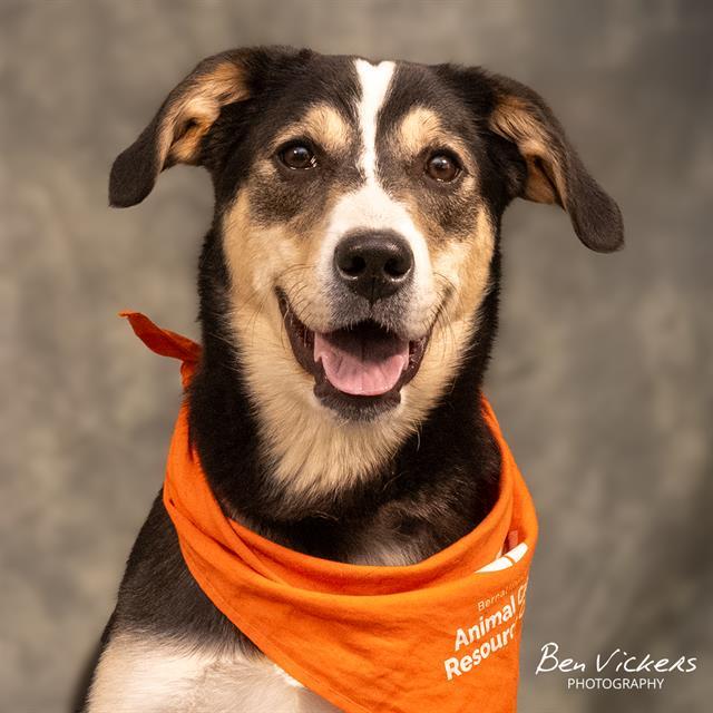 BEELZE, Adoptable, Young Male Australian Cattle Dog / Blue Heeler & Mixed Breed.