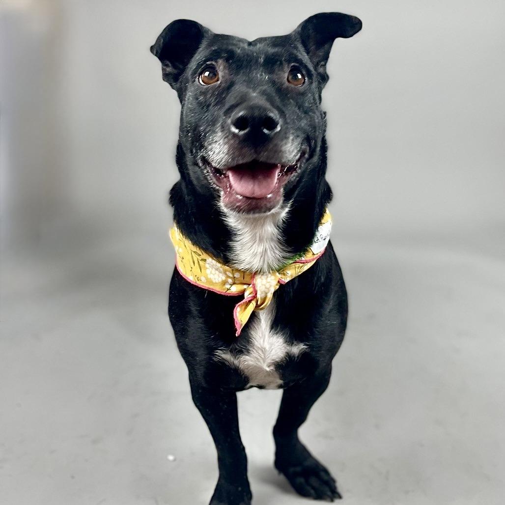 Bonsly, Adoptable, Adult Female Mixed Breed.