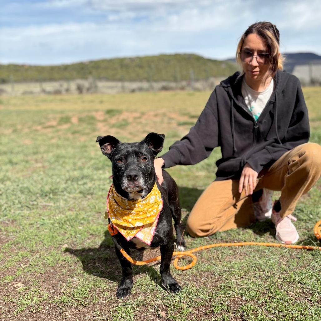 Enlarge Bonsly, a Adoptable Mixed Breed in Glenwood Springs, CO image 2/5