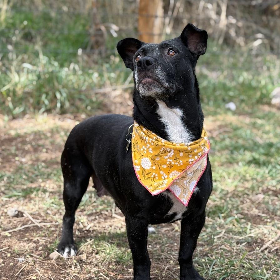 Enlarge Bonsly, a Adoptable Mixed Breed in Glenwood Springs, CO image 3/5