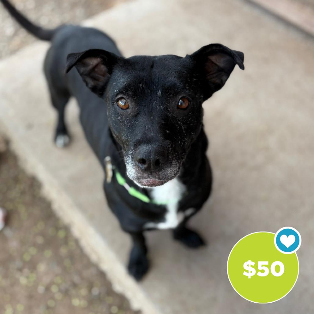 Enlarge Bonsly, a Adoptable Mixed Breed in Glenwood Springs, CO image 4/5