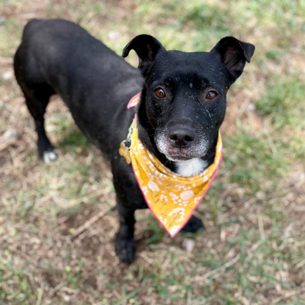 Enlarge Bonsly, a Adoptable Mixed Breed in Glenwood Springs, CO image 5/5