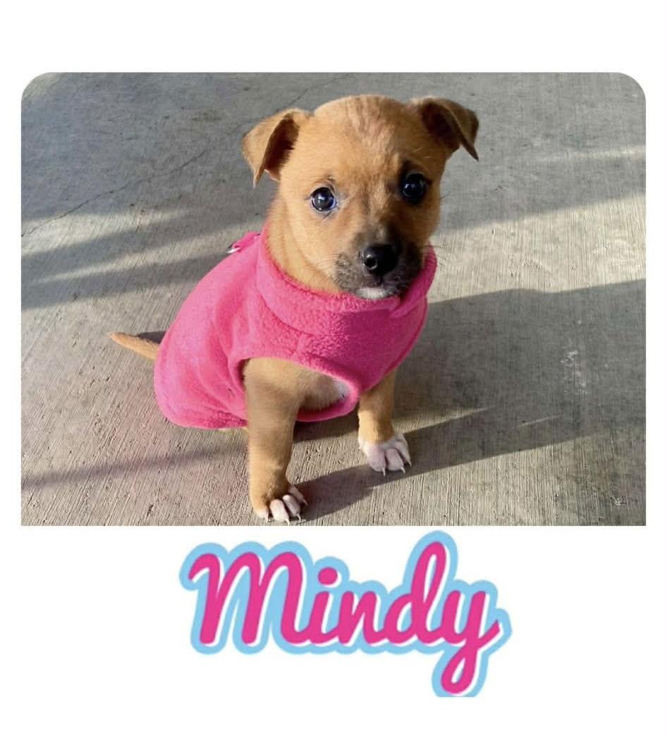 Mindy- what a cutie!