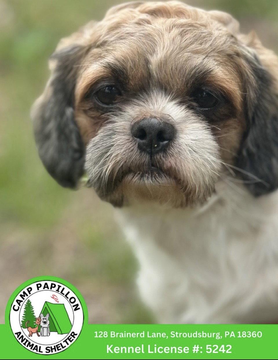 Enlarge Tony, a Adoptable Shih Tzu in Stroudsburg, PA image 1/1