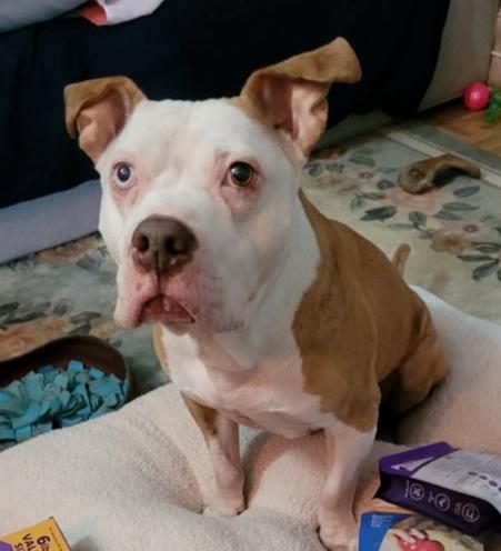 Louie, Adoptable, Adult Male Terrier.