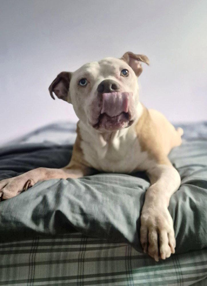 Enlarge Louie, a Adoptable Terrier in Caldwell, NJ image 1/3