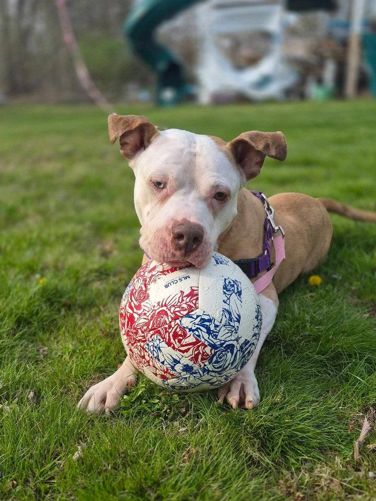 Enlarge Louie, a Adoptable Terrier in Caldwell, NJ image 3/3