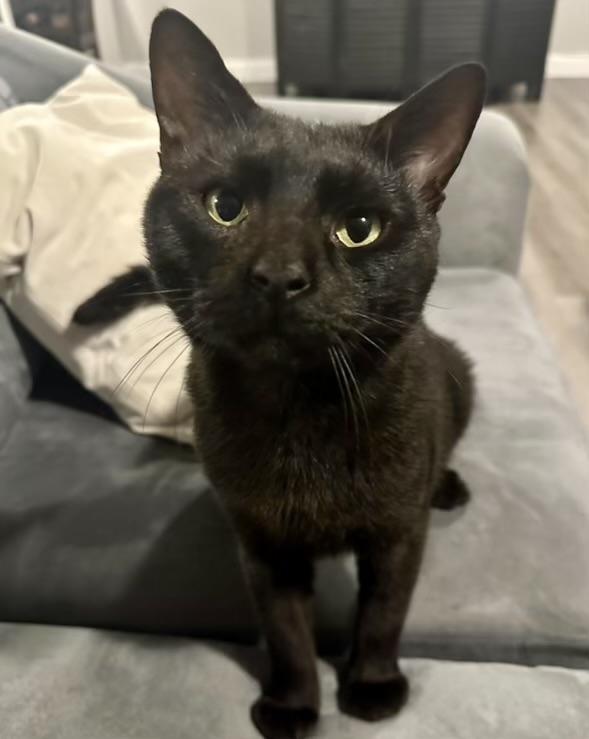 Carmine, Adult Male Domestic Short Hair