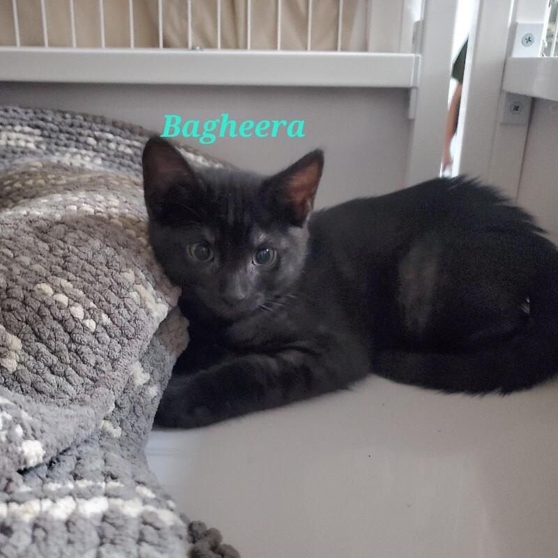 Bagheera, Adoptable, Kitten Male Domestic Short Hair.
