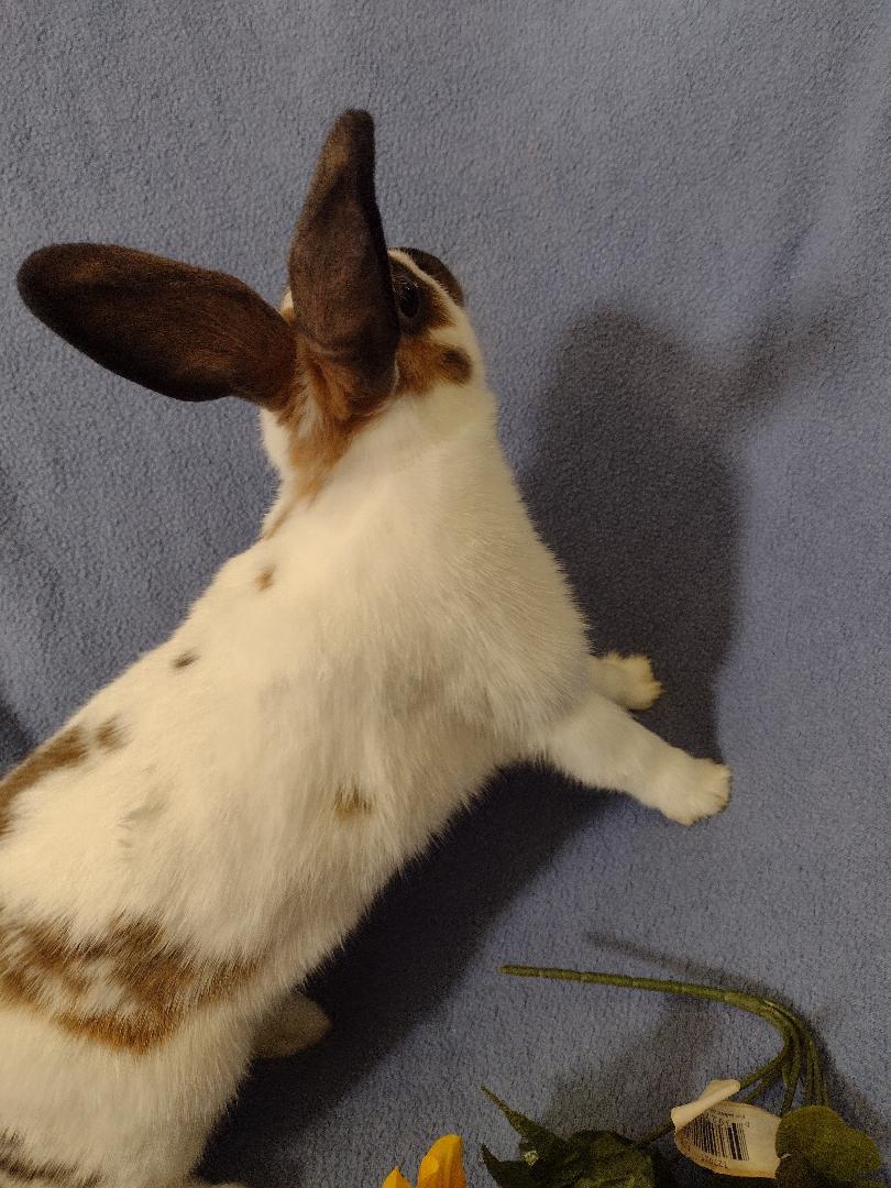 Enlarge Rylee, a Adoptable mixed breed in Plymouth, MI image 2/4