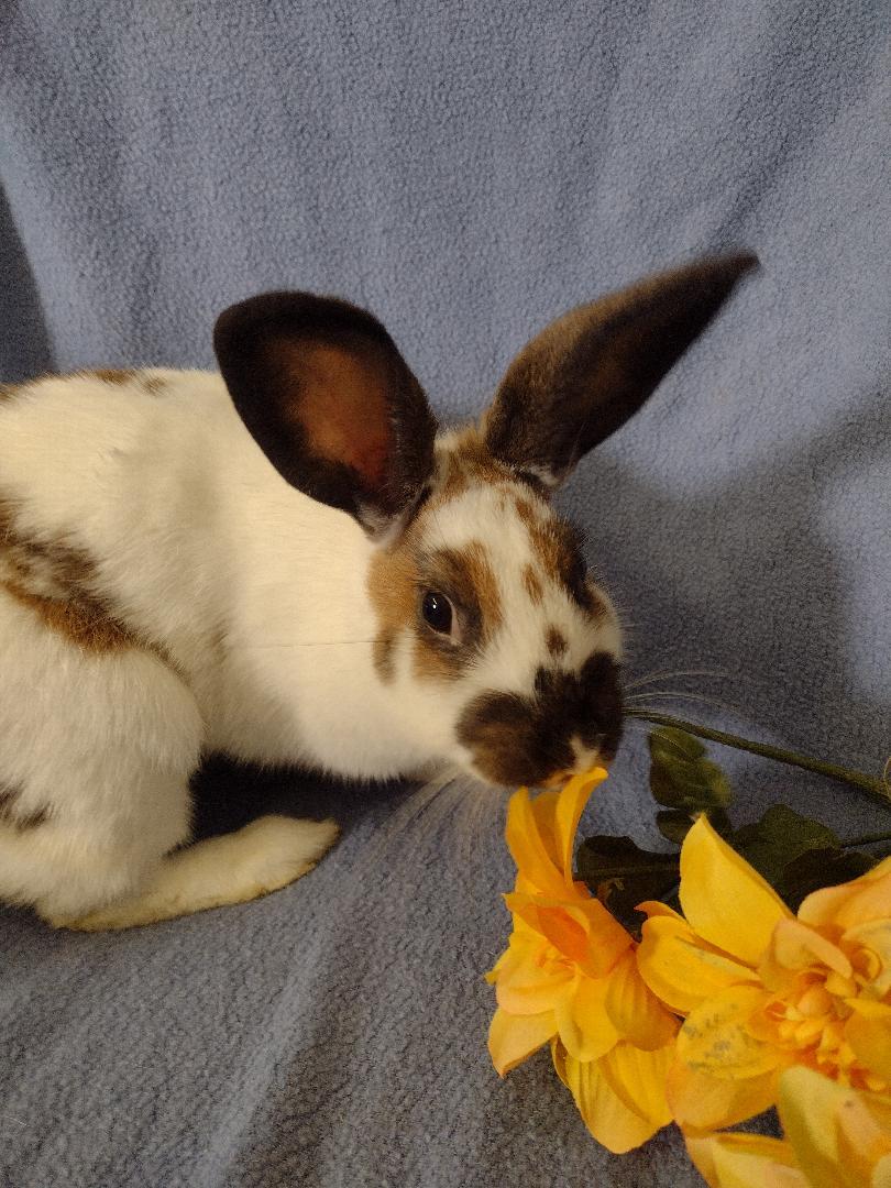 Enlarge Rylee, a Adoptable mixed breed in Plymouth, MI image 3/4