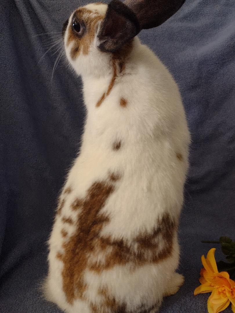 Enlarge Rylee, a Adoptable mixed breed in Plymouth, MI image 4/4