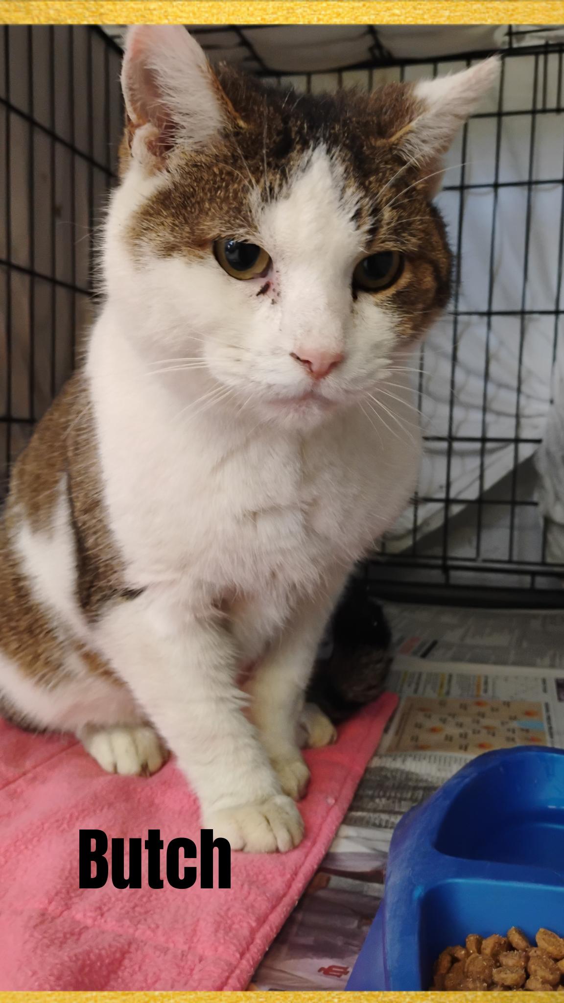 Enlarge Butch, a Adoptable Tabby in Muncie, IN image 1/1