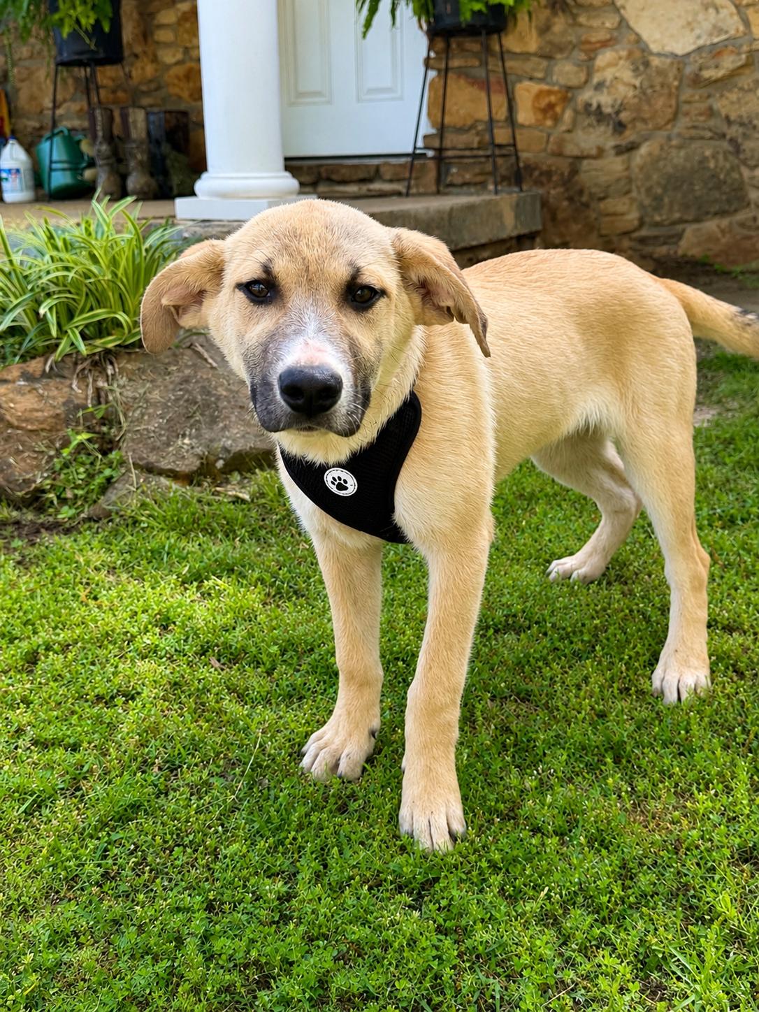 Enlarge Boy George, a Adoptable mixed breed in Holly Springs, MS image 4/4