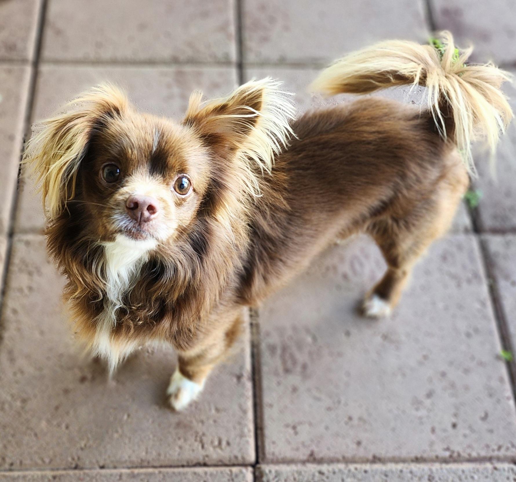 William, Adoptable, Adult Male Pomeranian & Papillon.