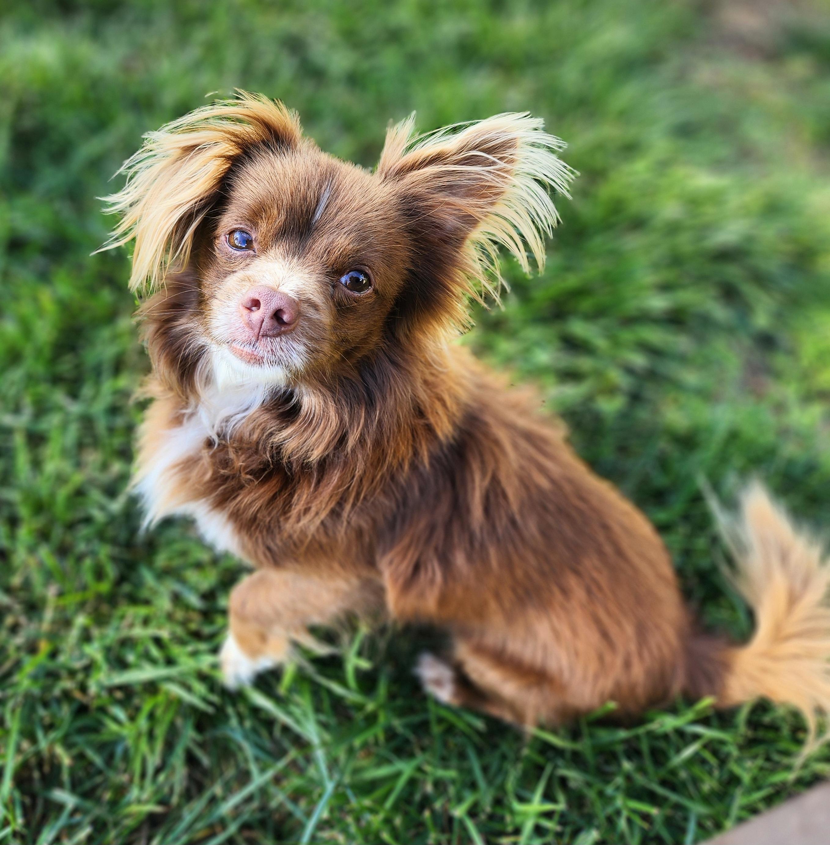 William, a Adoptable mixed breed in Clovis, CA image 2/3